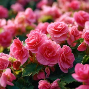Nonstop Deep Rose Begonia Seeds - 25 Tuberhybrida Seeds for Shade Gardens - Image 5