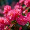 Nonstop Deep Rose Begonia Seeds - 25 Tuberhybrida Seeds for Shade Gardens - Image 1