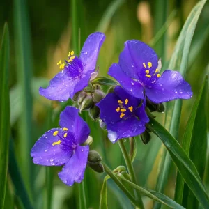 Ohio Spiderwort Seeds Tradescantia ohiensis - 100 Seeds, Native Wildflower, Hardy Perennial - Image 2