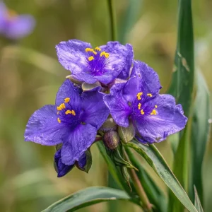 Ohio Spiderwort Seeds Tradescantia ohiensis - 100 Seeds, Native Wildflower, Hardy Perennial - Image 4