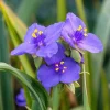 Ohio Spiderwort Seeds Tradescantia ohiensis - 100 Seeds, Native Wildflower, Hardy Perennial - Image 1
