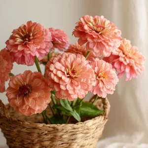 Oklahoma Salmon Zinnia Seeds - 50 Count, Long Stems, Cut Flowers, Pollinator Attractor - Image 2