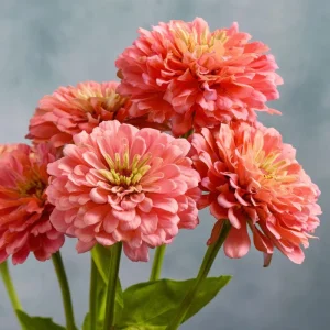Oklahoma Salmon Zinnia Seeds - 50 Count, Long Stems, Cut Flowers, Pollinator Attractor - Image 3