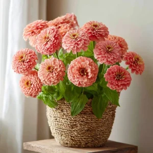 Oklahoma Salmon Zinnia Seeds - 50 Count, Long Stems, Cut Flowers, Pollinator Attractor - Image 4
