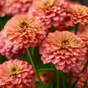 Oklahoma Salmon Zinnia Seeds - 50 Count, Long Stems, Cut Flowers, Pollinator Attractor - Image 1