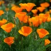 Orange California Poppy Seeds - Wildflower, Easy-Grow, Drought-Tolerant (500 Seeds) - Image 1
