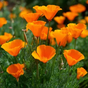 Orange California Poppy Seeds - Wildflower, Easy-Grow, Drought-Tolerant (500 Seeds) - Image 1