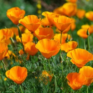 Orange California Poppy Seeds - Wildflower, Easy-Grow, Drought-Tolerant (500 Seeds) - Image 2