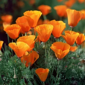 Orange California Poppy Seeds - Wildflower, Easy-Grow, Drought-Tolerant (500 Seeds) - Image 3
