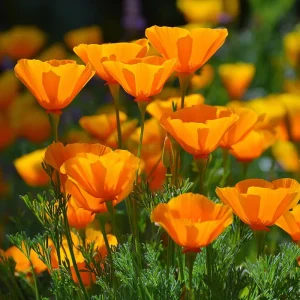 Orange California Poppy Seeds - Wildflower, Easy-Grow, Drought-Tolerant (500 Seeds) - Image 4