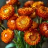 Orange Strawflower Seeds - 50 Count, Everlasting Bright Cut Flowers - Image 1