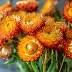Orange Strawflower Seeds - 50 Count, Everlasting Bright Cut Flowers - Image 3