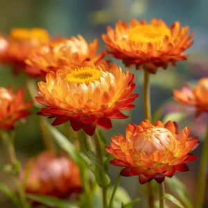 Orange Strawflower Seeds - 50 Count, Everlasting Bright Cut Flowers - Image 5