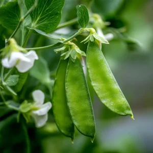 Oregon Sugar Pod Snow Pea Seeds - 30 Count | Sweet, Crisp, Heirloom Peas - Image 4
