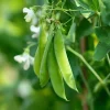 Oregon Sugar Pod Snow Pea Seeds - 30 Count | Sweet, Crisp, Heirloom Peas - Image 1