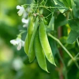 Oregon Sugar Pod Snow Pea Seeds - 30 Count | Sweet, Crisp, Heirloom Peas - Image 1