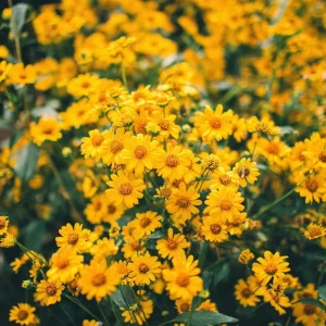 Oregon Sunshine Seeds - 100 Count, Yellow Blooms, Hardy Perennial, Pollinator Friendly - Image 2