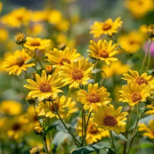Oregon Sunshine Seeds - 100 Count, Yellow Blooms, Hardy Perennial, Pollinator Friendly - Image 3