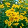 Oregon Sunshine Seeds - 100 Count, Yellow Blooms, Hardy Perennial, Pollinator Friendly - Image 1