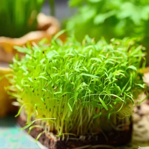 Organic Alfalfa Microgreen Seeds 1 oz Pack - Fast-Growing, Nutritious Greens - Image 2