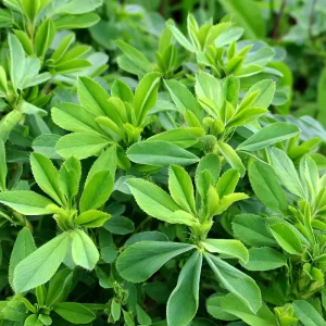 Organic Alfalfa Microgreen Seeds 1 oz Pack - Fast-Growing, Nutritious Greens - Image 3