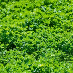 Organic Alfalfa Microgreen Seeds 1 oz Pack - Fast-Growing, Nutritious Greens - Image 4