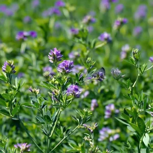 Organic Alfalfa Microgreen Seeds 1 oz Pack - Fast-Growing, Nutritious Greens - Image 5