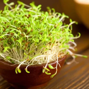Organic Alfalfa Microgreen Seeds 1 oz Pack - Fast-Growing, Nutritious Greens - Image 6