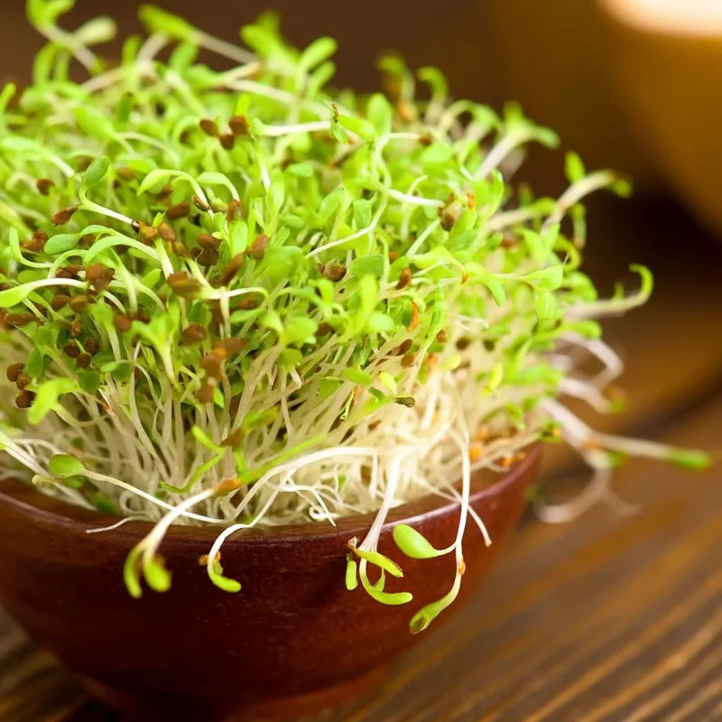 Organic Alfalfa Microgreen Seeds 1 oz Pack - Fast-Growing, Nutritious Greens - Image 6