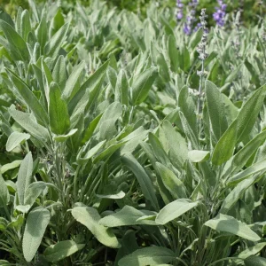Organic Broadleaf Sage Seeds - 50 Count, Culinary Herb, Hardy Perennial - Image 5