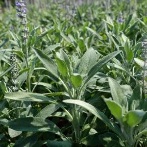 Organic Broadleaf Sage Seeds - 50 Count, Culinary Herb, Hardy Perennial - Image 6