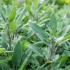 Organic Broadleaf Sage Seeds - 50 Count, Culinary Herb, Hardy Perennial - Image 1