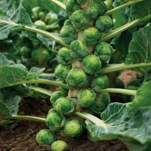 Organic Brussels Sprouts Seeds – Heirloom Mini Cabbage – 50 Seeds – Easy Grow - Image 3