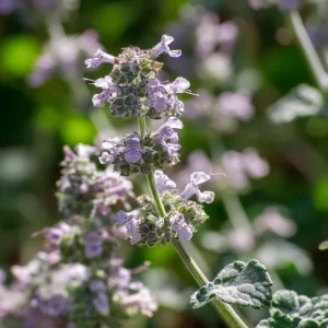 Organic Catnip Seeds - Nepeta cataria, 300 Seeds, Fragrant Herb - Image 2
