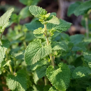 Organic Catnip Seeds - Nepeta cataria, 300 Seeds, Fragrant Herb - Image 3