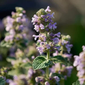 Organic Catnip Seeds - Nepeta cataria, 300 Seeds, Fragrant Herb - Image 5