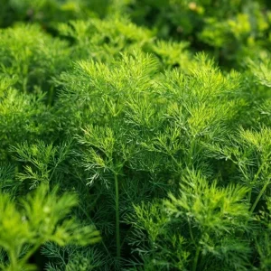 Organic Dill Seeds – Anethum graveolens Bouquet Dill – 100 Seeds – Easy-to-Grow Culinary Herb - Image 1