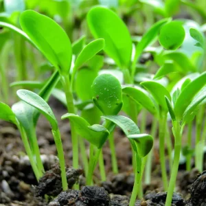 Organic Fenugreek Seeds 250 Count - Culinary Herb, Trigonella foenum-graecum - Image 2