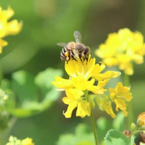 Organic Fenugreek Seeds 250 Count - Culinary Herb, Trigonella foenum-graecum - Image 3