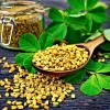 Organic Fenugreek Seeds 250 Count - Culinary Herb, Trigonella foenum-graecum - Image 1