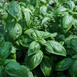 Organic Italian Large Leaf Basil Seeds - 250 Aromatic Culinary Herb Seeds - Image 2