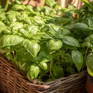 Organic Italian Large Leaf Basil Seeds - 250 Aromatic Culinary Herb Seeds - Image 3