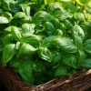 Organic Italian Large Leaf Basil Seeds - 250 Aromatic Culinary Herb Seeds - Image 1