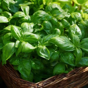 Organic Italian Large Leaf Basil Seeds - 250 Aromatic Culinary Herb Seeds - Image 1