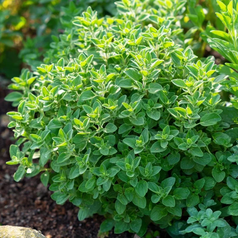 Organic Italian Oregano Seeds - Aromatic Herb, 200 Count, Easy-Grow - Image 1