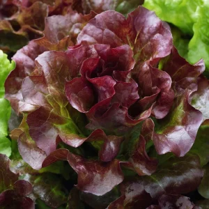 Organic Lollo Rosso Lettuce Seeds – Red Salad Bowl – 250 Seeds – Outdoor - Image 3