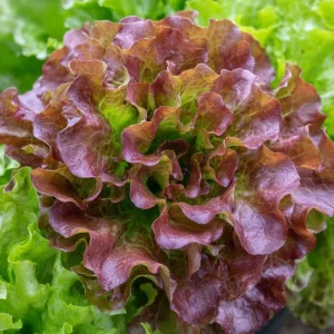 Organic Lollo Rosso Lettuce Seeds – Red Salad Bowl – 250 Seeds – Outdoor - Image 4