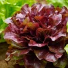 Organic Lollo Rosso Lettuce Seeds – Red Salad Bowl – 250 Seeds – Outdoor - Image 1