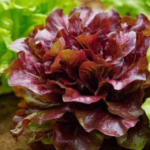 Organic Lollo Rosso Lettuce Seeds – Red Salad Bowl – 250 Seeds – Outdoor - Image 1
