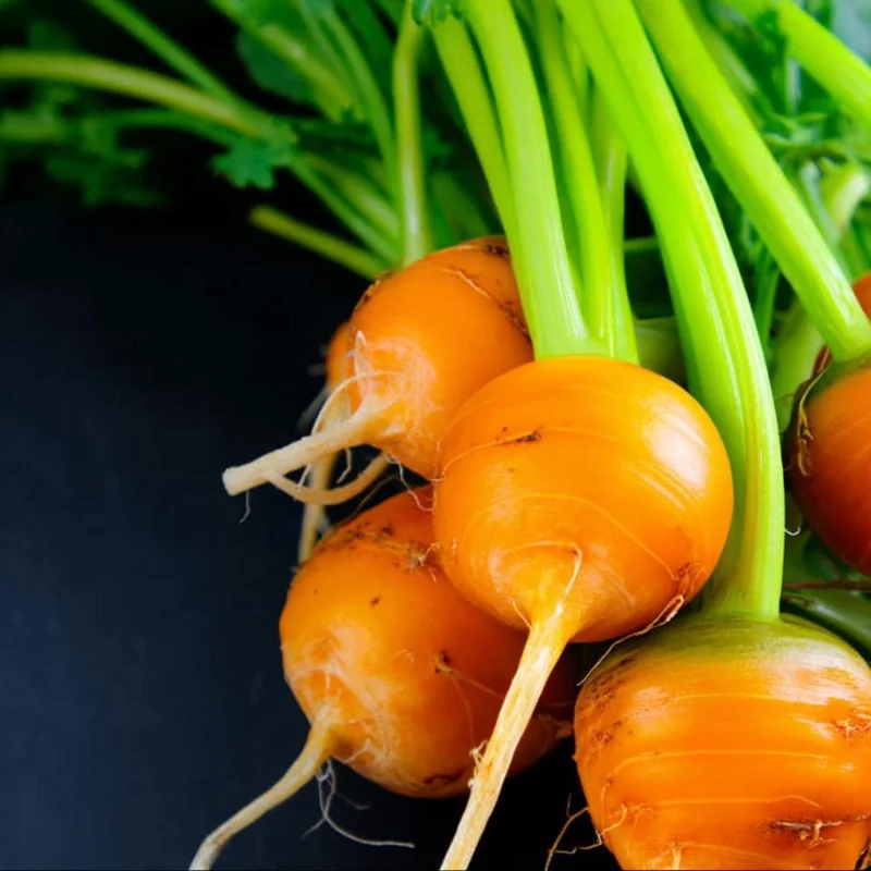 Organic Parisian Carrot Seeds - Heirloom Round Carrot Seeds - 250 Seeds - Image 3